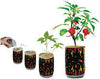Magic Plant Moruga Scorpion Pepper Plant Can 3oz