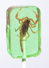 Hotlix: Scorpion Suckers Assorted Flavors Box - Sweets and Geeks