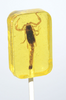 Hotlix: Scorpion Suckers Assorted Flavors Box - Sweets and Geeks